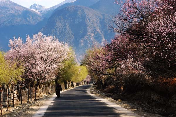 波密·桃花溝風景區(qū).jpg